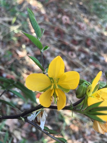 Candelilla chica (Senna occidentalis)