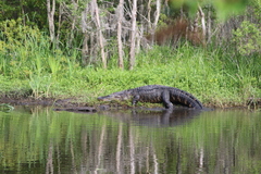 Alligator mississippiensis