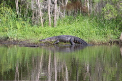 Alligator mississippiensis