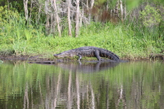 Alligator mississippiensis