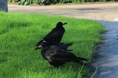 Corvus frugilegus