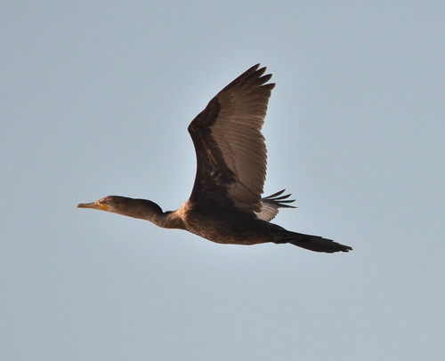 Neotropic Cormorant, photo 8 of 9