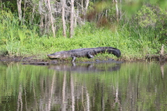 Alligator mississippiensis