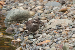 Cinclodes patagonicus chilensis
