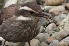 Gomphomacromia paradoxa