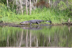 Alligator mississippiensis
