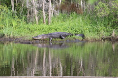 Alligator mississippiensis
