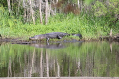 Alligator mississippiensis