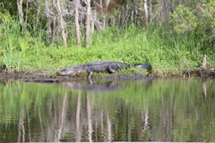 Alligator mississippiensis