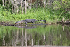 Alligator mississippiensis