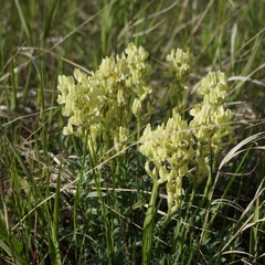 Oxytropis sericea