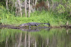 Alligator mississippiensis