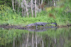 Alligator mississippiensis