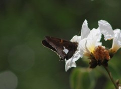 Epargyreus socus orizaba