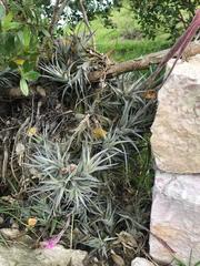 Tillandsia incarnata