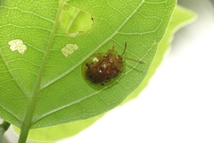 Basiprionota sexmaculata