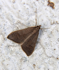 Mecyna asinalis