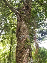 Ficus soatensis
