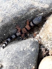 Sphaerodactylus