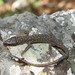 Tropical Night Lizards - Photo (c) ronsavage, some rights reserved (CC BY-NC-SA), uploaded by Ron Savage