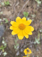 Eriophyllinae
