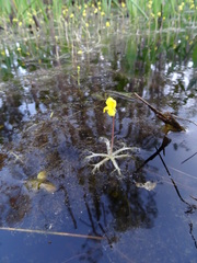 Utricularia radiata