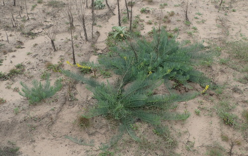 Image of Lebeckia gracilis by (c) Nicola van Berkel, some rights reserved (CC BY-SA)