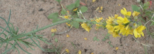 Image of Lebeckia gracilis by (c) Nicola van Berkel, some rights reserved (CC BY-SA)
