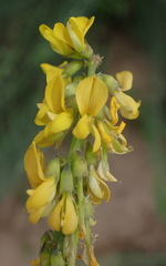 Lebeckia gracilis