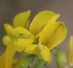 Lebeckia gracilis