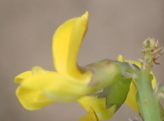 Lebeckia gracilis