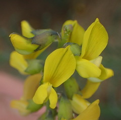 Lebeckia gracilis