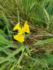 Iris pseudacorus
