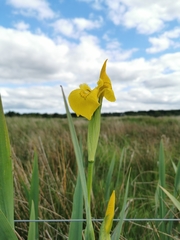 Iris pseudacorus
