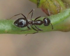 Camponotus werthi