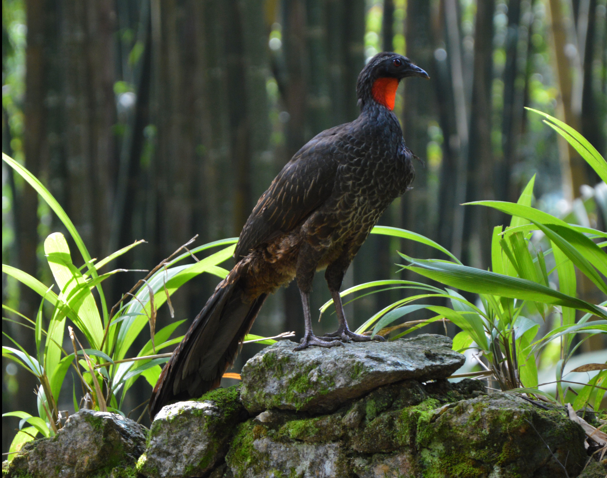 Rusty-margined Guan illustration