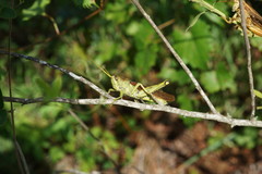Schistocerca alutacea