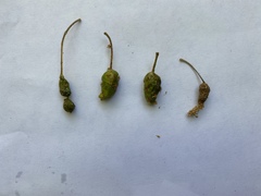 Callirhytis congregata