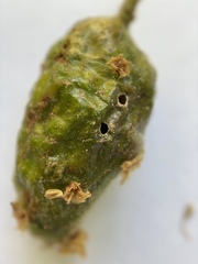 Callirhytis congregata