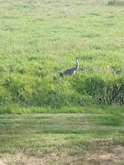 Ardea cinerea