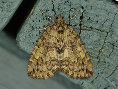 Hydriomena transfigurata