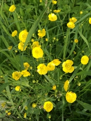 Ranunculus acris