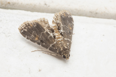 Elophila manilensis