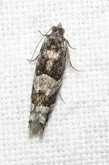 Pseudexentera maracana