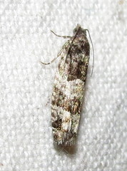 Pseudexentera maracana