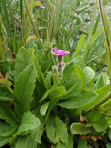 Image of Senecio speciosus by no rights reserved