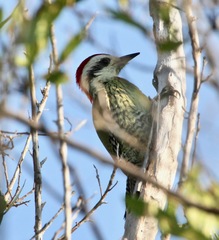 Xiphidiopicus percussus