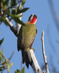 Xiphidiopicus percussus