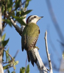 Xiphidiopicus percussus