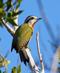 Xiphidiopicus percussus